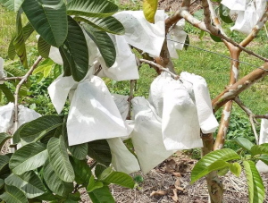 PP non-woven fabric in agriculture
