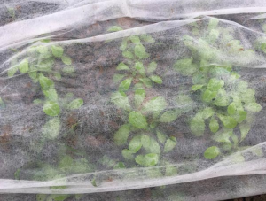 PP non-woven fabric in agriculture